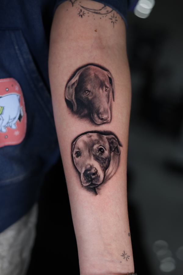 Two black and grey realism dog portrait tattoos, a Labrador and a pit bull, on a forearm